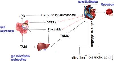 The Relationship Between Atrial Fibrillation and Intestinal Flora With Its Metabolites